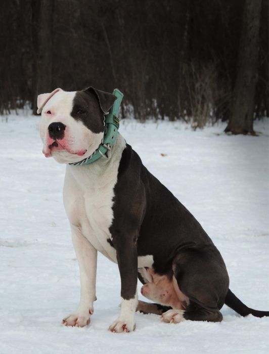 Вʼязка Амстафф блакитний