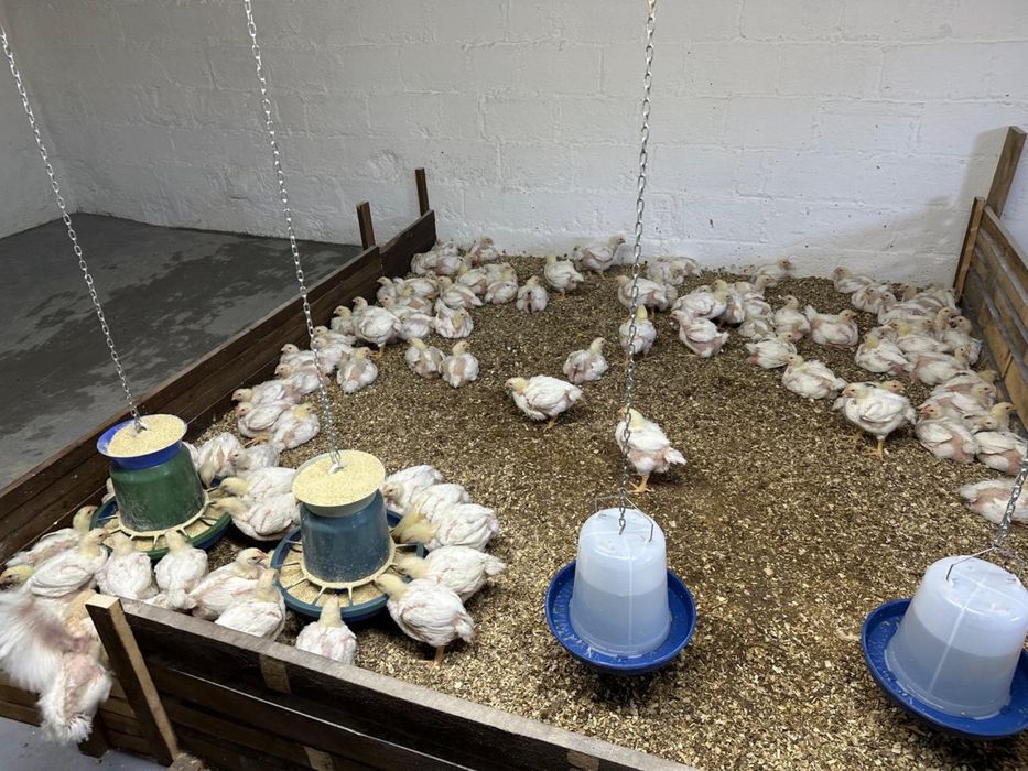 Бройлєр коб 500. На відрощення. 1000-1100грам