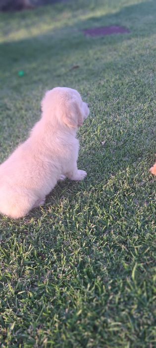 Golden retriever