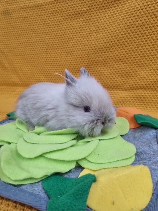 Królik Teddy miniaturka