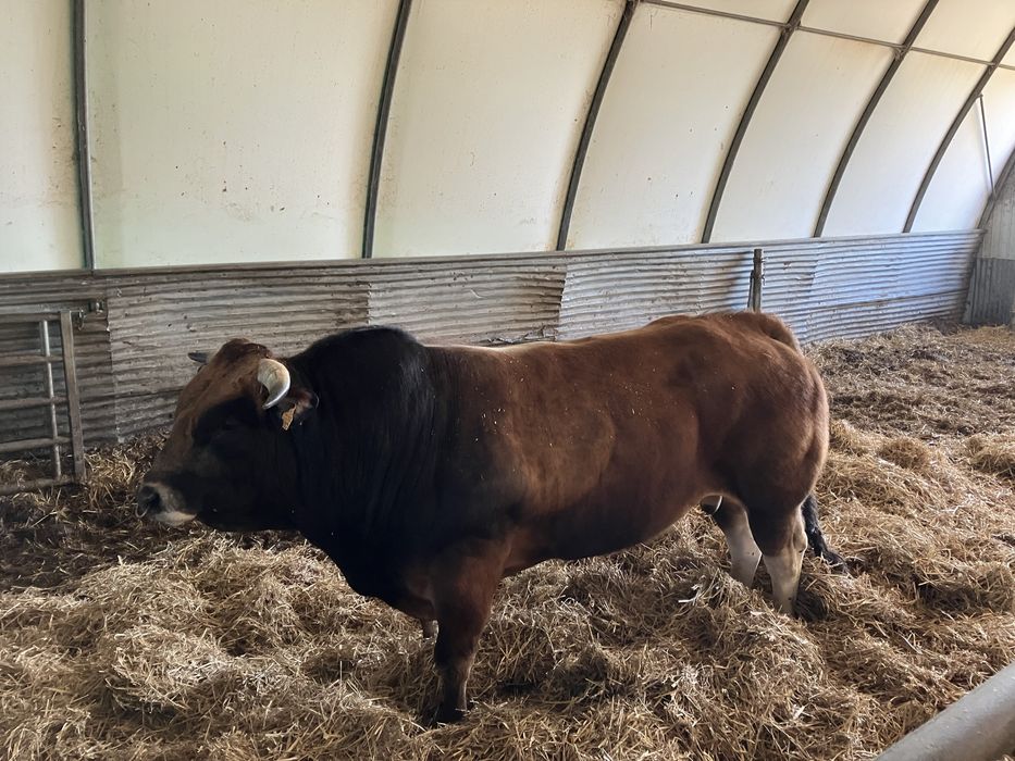 Parthenaise buhaj hodowlany