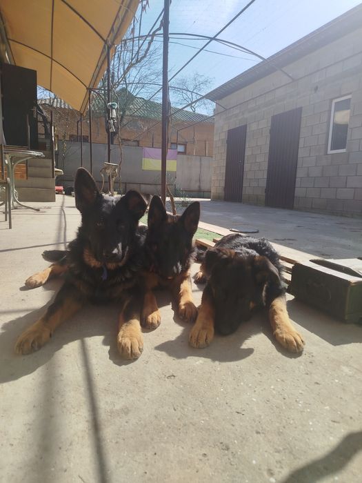 Німецькі вівчарки