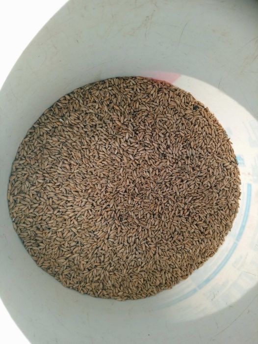 Pszenżyto Jare Dublet