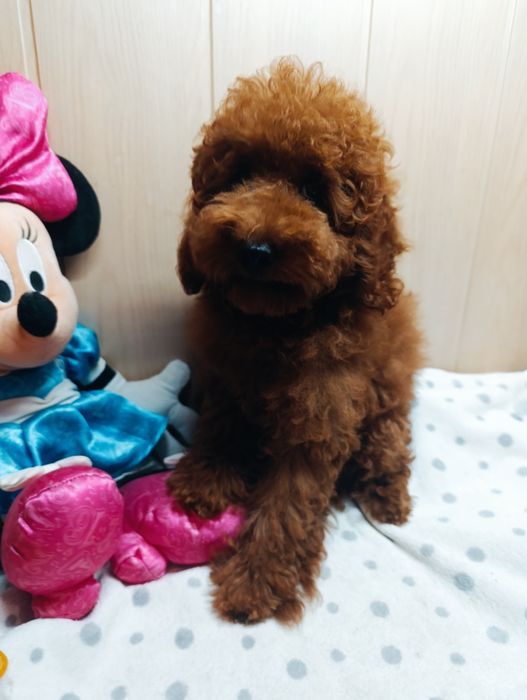 Пудель Той Ред Браун