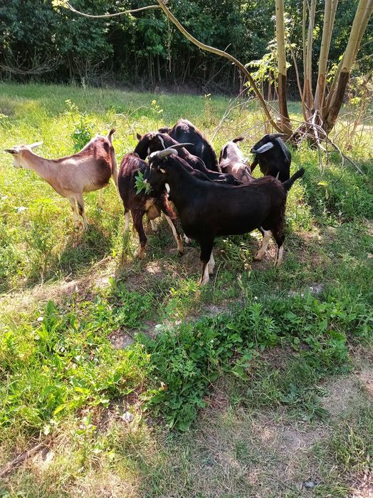 Продам кози молочної лінії