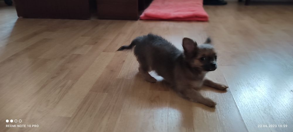 Чихуахуа приглашение на вязку