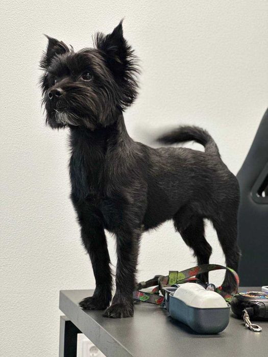 Чорний йорк шукає дівчину. В'язка.