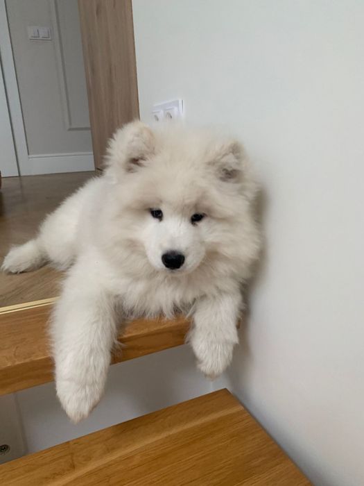 SAMOYED  ZKwP FCI  plany hodowlane na 2026