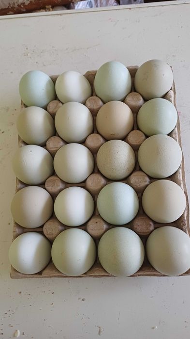 Sprzedam jaja lęgowe od kur greenshell