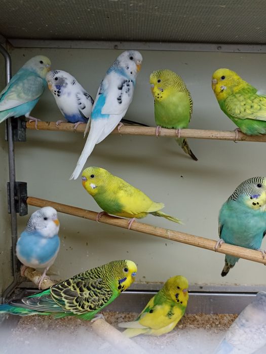 Papużki faliste (samce i samiczki)