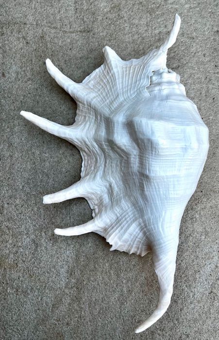 Búzio grande — 40€
