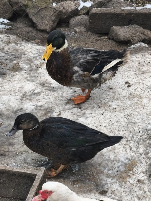 Para kaczek staropolskich