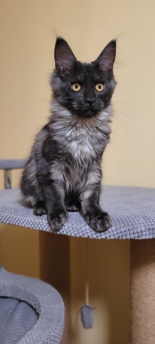 В продажі клубні кошенята 
 Мейн-кун
 Black smoke
 З документами.