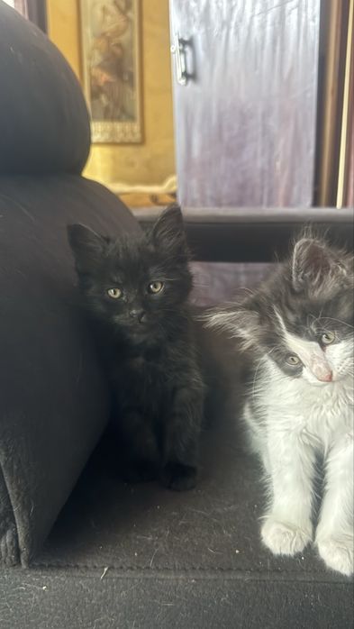 Lindos gatinhos