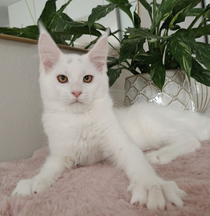 Wito duży biały kocurek Maine Coon