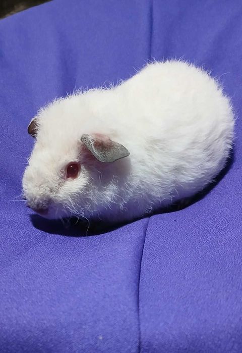 Морська свинка, Тедді.