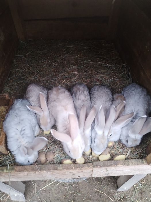 Sprzedam Króliki mieszańce
