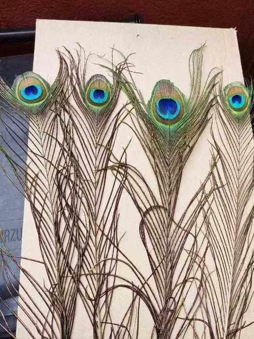 Pióra pawia 30 sztuk