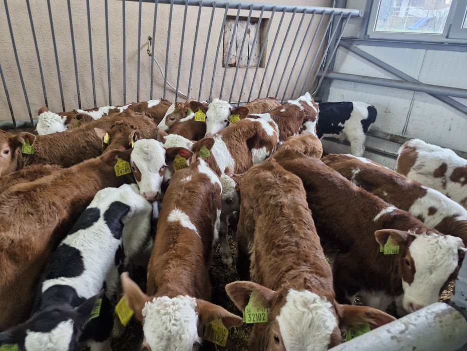 Sprzedam cielaki mięsne