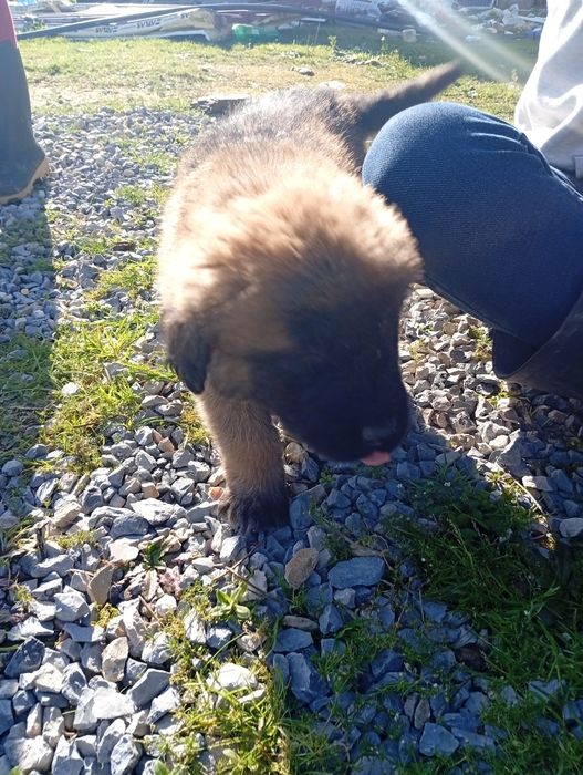 Filhotes para adoção