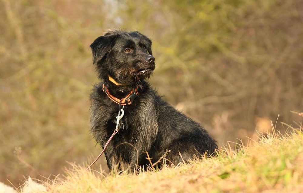 Dżeki szuka domu, pies, młody