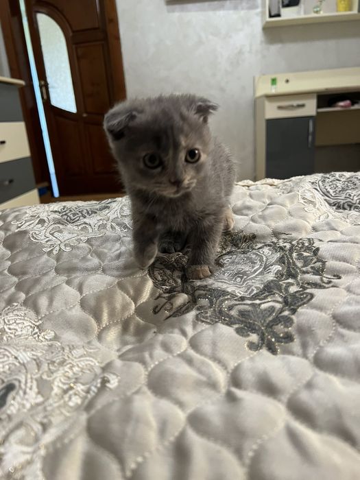 Кошенята в добрі руки