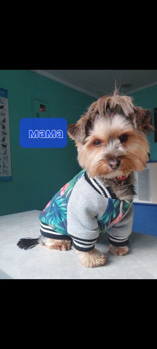 Йоркширский терьер