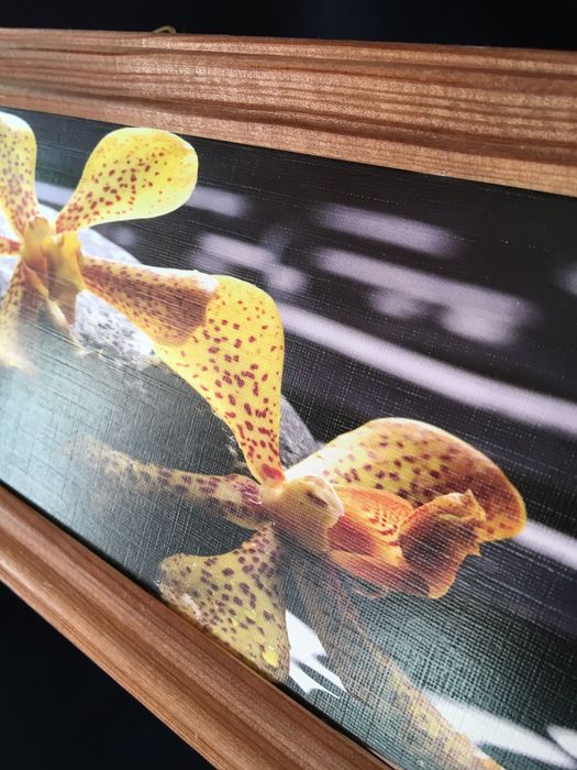 Obrazek, foto, storczyki 37,5x 12,5 cm