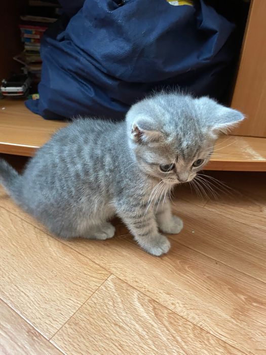 Шотландські котята