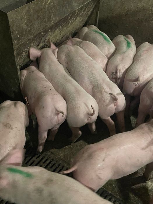 Продаються поросята