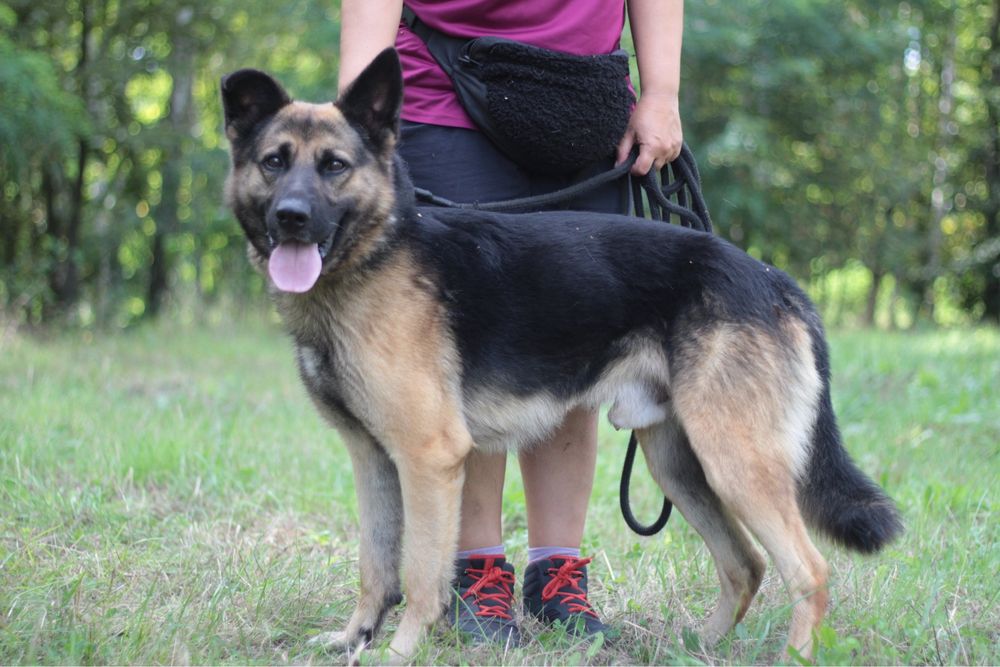 Mądry, wspaniały i przyjacielski pies na tropie domu!