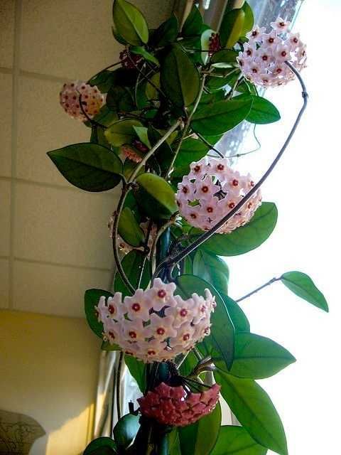 Planta trepadeira hoia - flor de cera