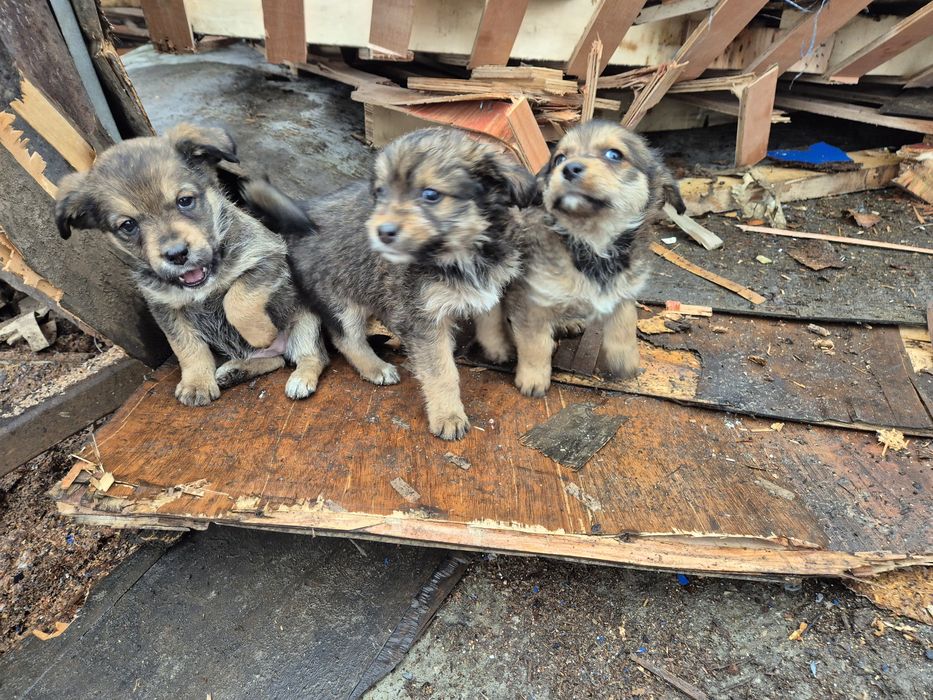 Oddam śliczne  szczeniaczki w dobre ręce!