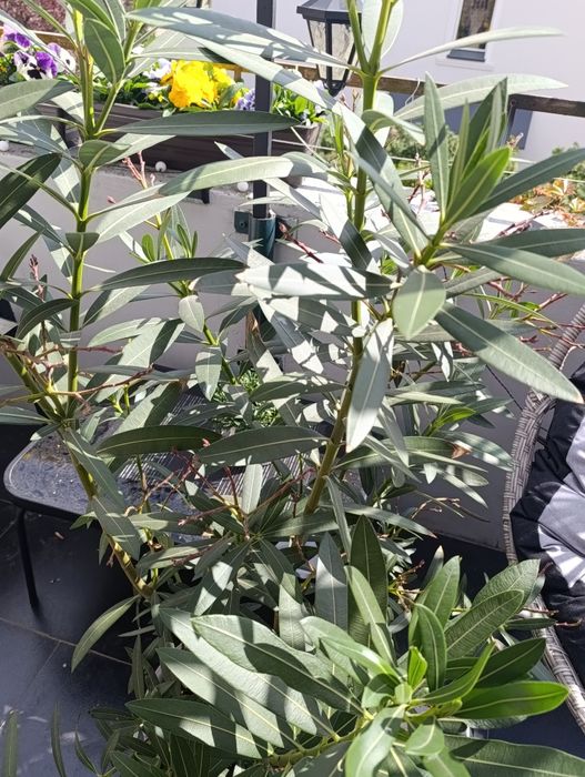 Sprzedam Oleander różowy