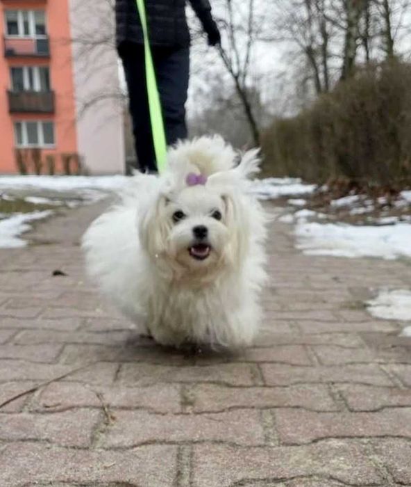 Madi - wymagająca młoda suczka maltańczyk do odpowiedzialnej adopcji
