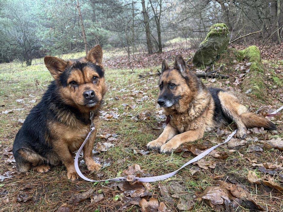 Psia przyjaźń, której nie wolno rozdzielić – szukają domu