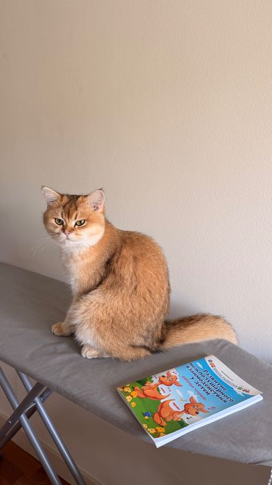 Gata Scottish para acasalamento