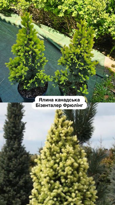 Ялина канадська Коніка ,Сан он зе скай, Дейзі Вайт