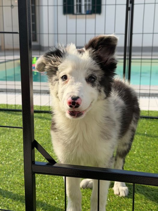 Border collie blue merle bebé