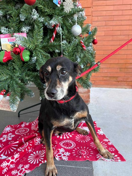 Cao para adoçao( Faisca)