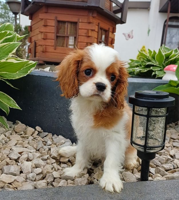 Cavalier King Charles Spaniel