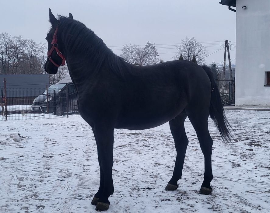 Sprzedam ogierka