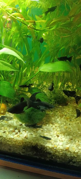 Молодь чорної моллінезії (3-6см)