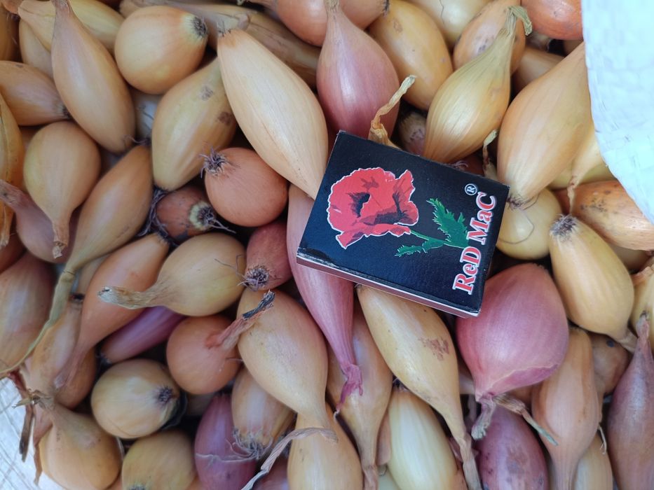 Продам цибулю-сіянку    50 грн.