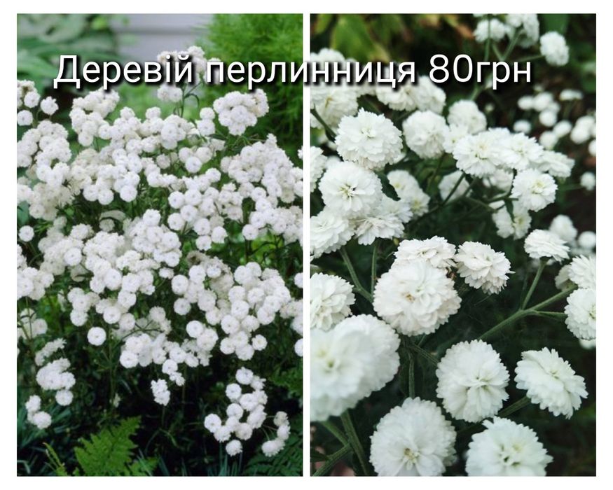 Саджанці квітів багаторічних деревій верба бергамот дзвоник