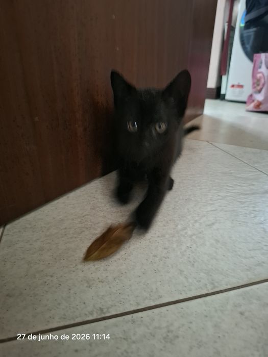 Gatinho para adopção