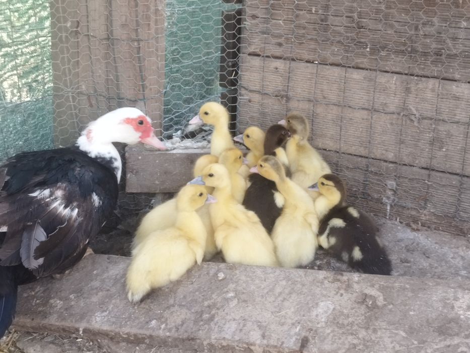 Pata com patinhos