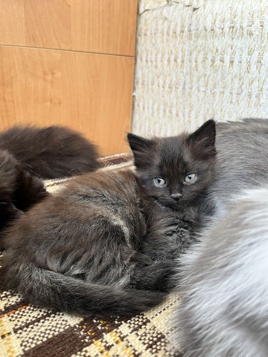 Котик хлопчик шукає сімʼю