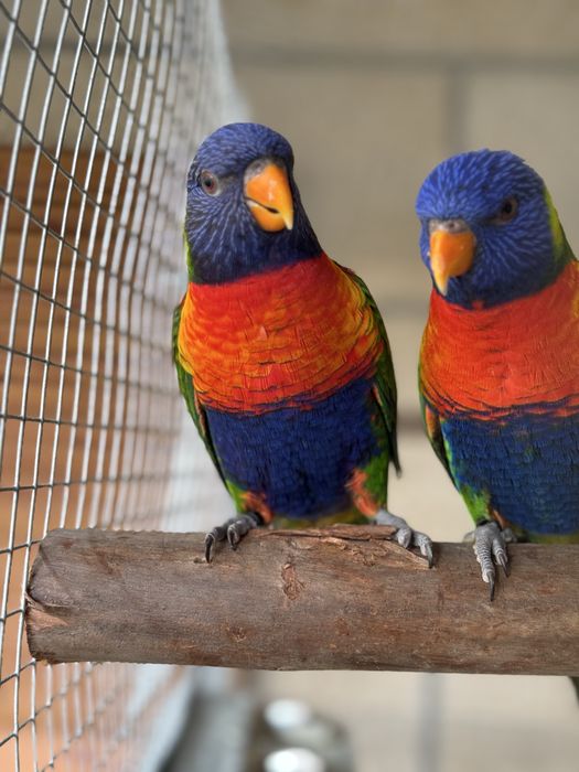 Casal loris molucanos 2025