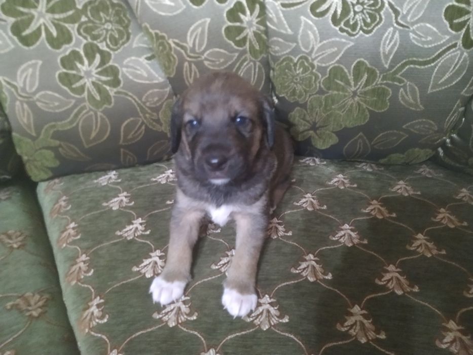 Віддамо ціценят в хороші руки